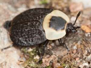 Beetles that eat dead animals