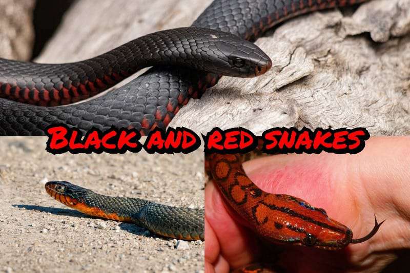 Black and Red Snakes