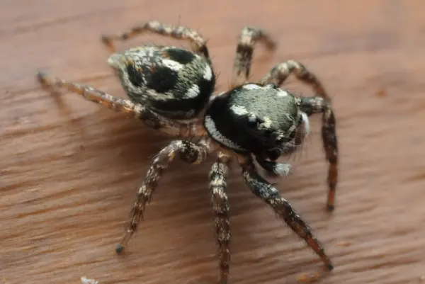 Twin flagged jumping spider