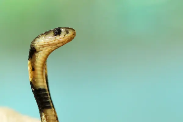Juvenile King Cobra