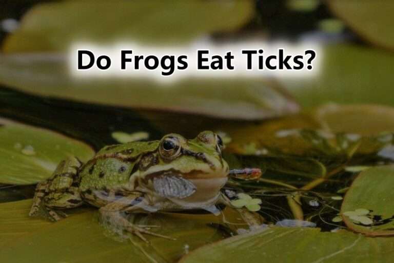 Do Frogs Eat Ticks