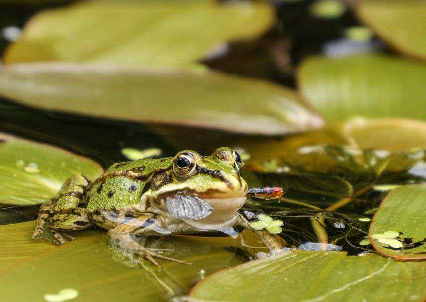 Frogs Eat Ticks