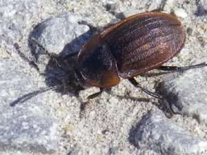 Black Snail Beetle