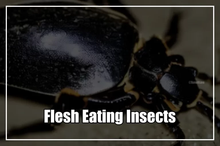 Flesh Eating Insects