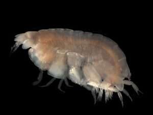 Sea Fleas