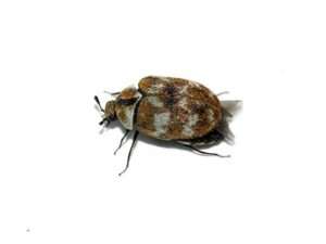 Varied Carpet Beetle