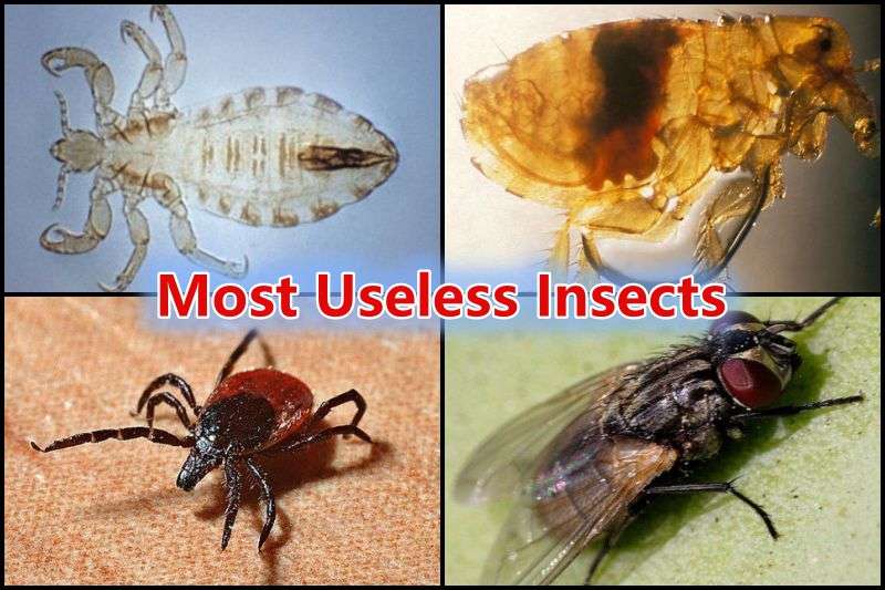 Most Useless Insects