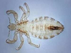 Discovering the Most Useless Insects found in Environment (List ...