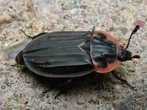 Margined Carrion Beetle