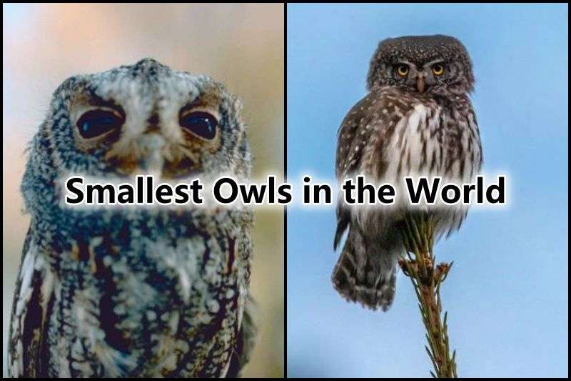 Smallest Owls in the World