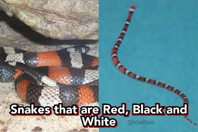 Snakes that are Red, Black, and White
