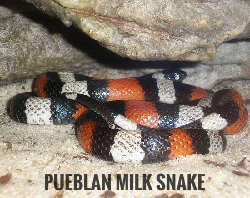 Pueblan Milk Snake