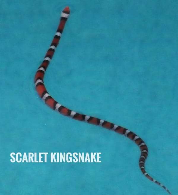 Scarlet Kingsnake 