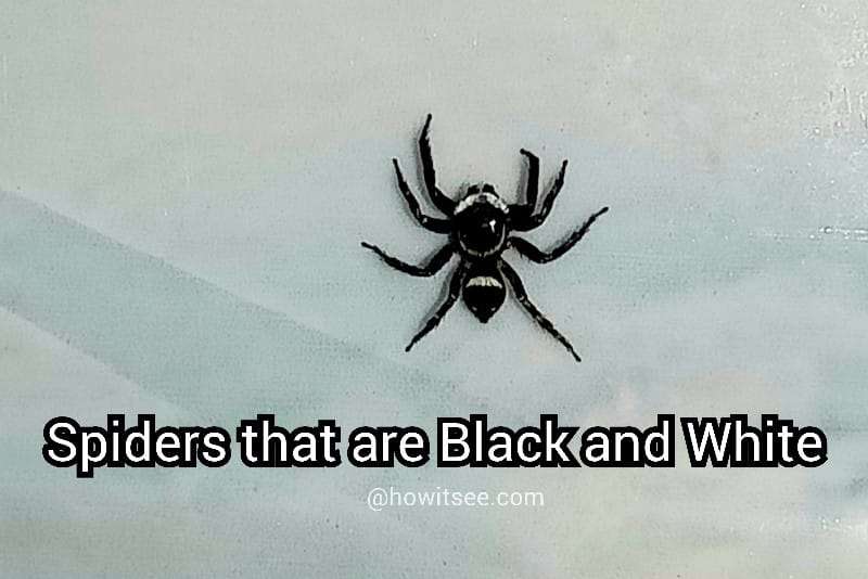 Spiders that are Black and White