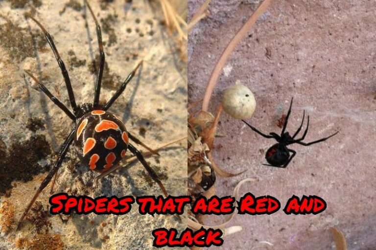 Spiders that are red and black