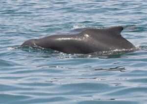 Atlantic Humpback Dolphins
