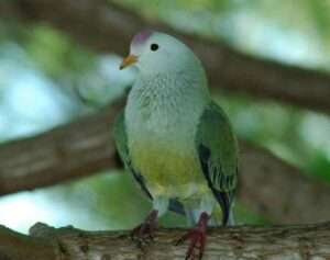 Atoll Fruit Dove