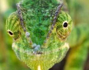 Chameleon