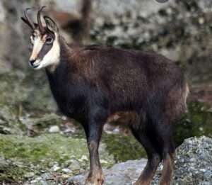 Chamois