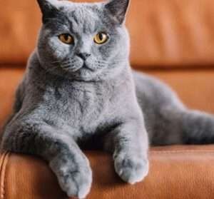 Chartreux