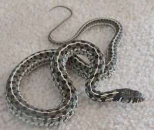 Checkered Garter Snake