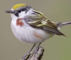 Chestnut-sided Warbler