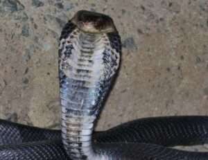 Chinese Cobra