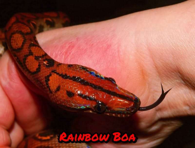 Rainbow Boa