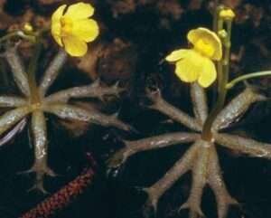 Bladderwort