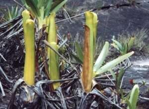 Brocchinia Reducta