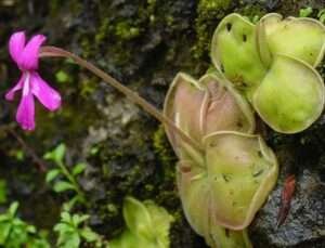 Butterwort