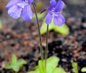 Pinguicula grandiflora