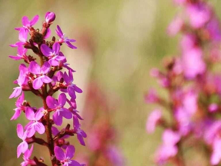 15+ Plants that eat Animals (Carnivorous plants List)