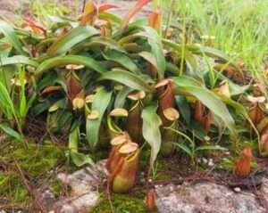 Tropical Pitcher Plant