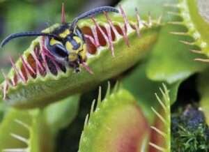 Venus Flytrap