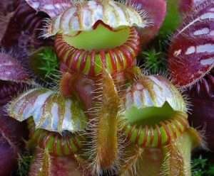 Western Australian pitcher plant