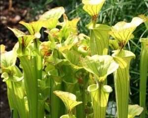 Yellow Pitcher Plant