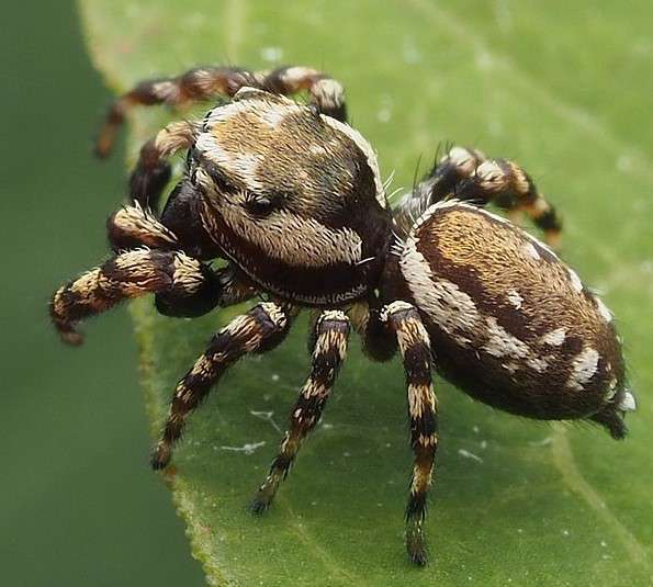 Peppered Jumping Spider