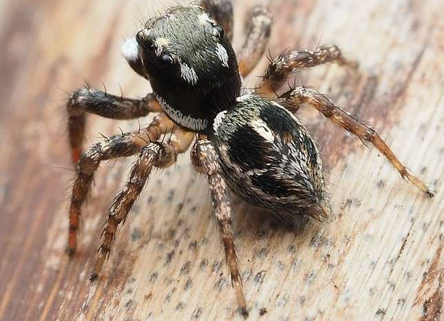 Twin flagged jumping spider