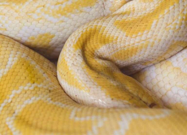 List of 20 Most Expensive Snakes Worldwide