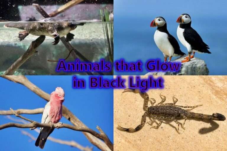 Animals that Glow in Black Light