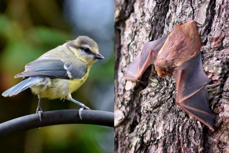 Bats feed on Songbirds