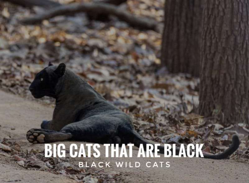 Big Cats that are Black