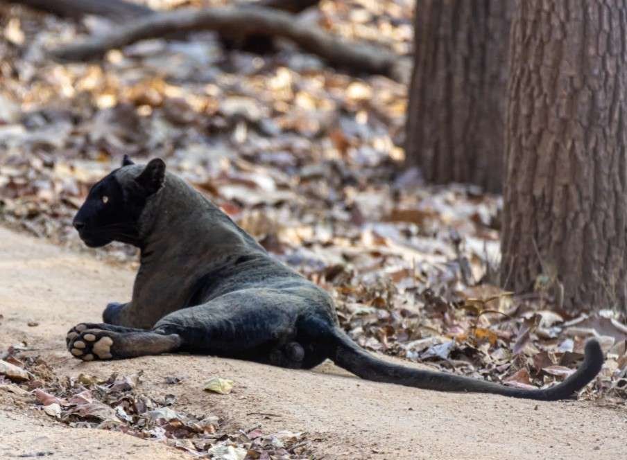 Big Cats That Are Black Black Wild Cats 