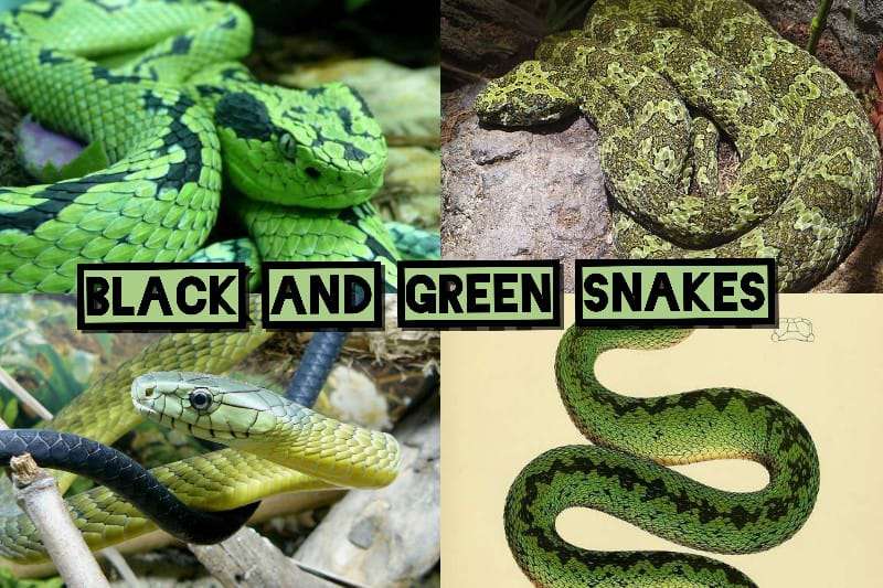 Black and Green Snakes