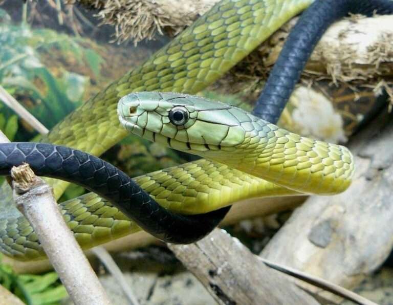 30+ Beautiful Black and Green Snakes (18 Are Venomous) | List - HowitSee