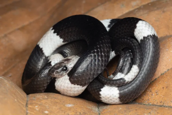 Discover 40 White And Black Snakes 18 Are Venomous In 2024 Updated   Black And White Snakes Malayan White Banded Wolf Snake .webp