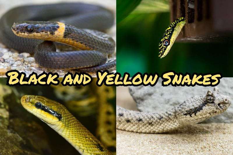 Black and Yellow Snakes