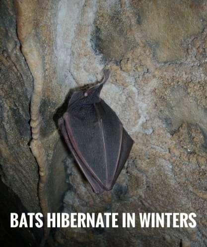 Bats Hibernate in Winters