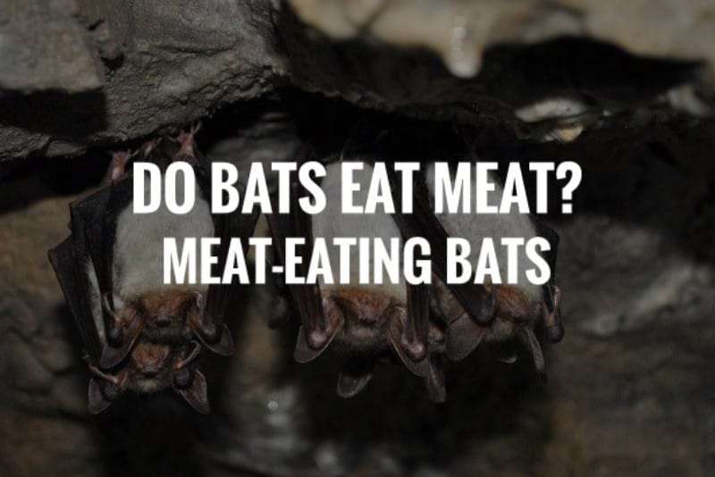 Do Bats eat Meat